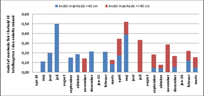 Havørredfangst i Isefjord