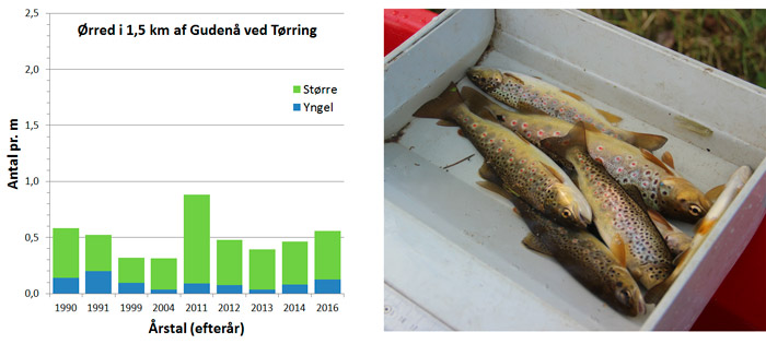 Ørredbestandens udvikling i Gudenå ved Tørring siden 1990. Den undersøgte strækning er domineret af ørreder på 15-25 cm