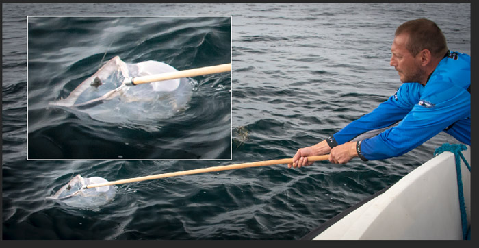 Blåfinnet tun har smidt sattelitsenderen og skipper Jan Rasmussen, på båden Fru Madsen, lader forsigtigt sattelitsenderen glide ind i nettet.