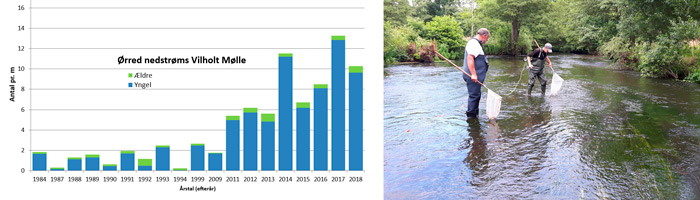 Ørredbestanden på stryget nedstrøms Vilholt Mølle siden 1984.
