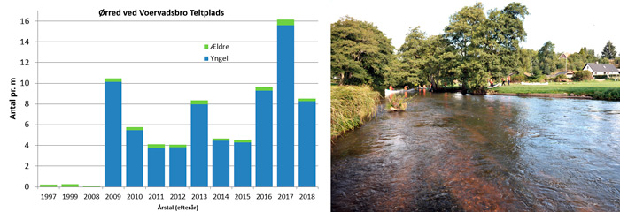 Bestanden af ørreder ved Voervadsbro siden 1997.