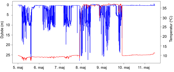 Temperatur- og dybdeprofil for mærke fra en havørred, der blev ædt af en sæl eller et andet varmblodet dyr.