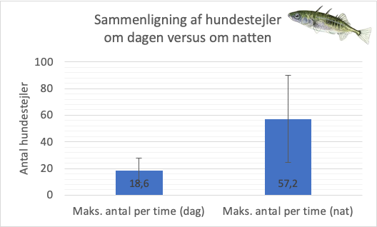 Observationer af forekomsten af hundestejler i ålegræsområder i Roskilde Fjord om dagen og natten.