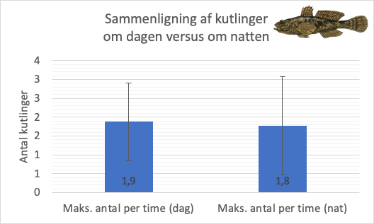 Observationer af forekomsten af kutlinger i ålegræsområder i Roskilde Fjord om dagen og natten.