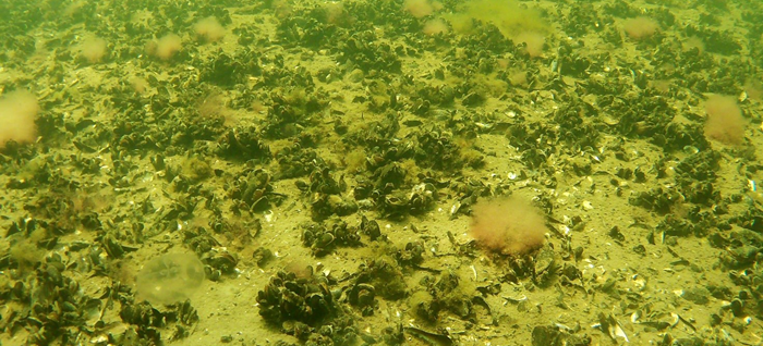 Muslinger i Roskilde Fjord.