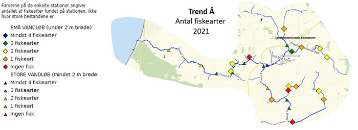 Antal fiskearter i Trend Å i 2021