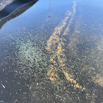 Nyudklækkede larver i udendørs opdrætsbassin. Foto: Søren Stylsvig Præst, Fishlab.