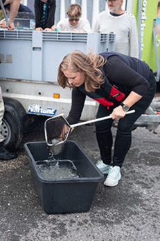 Udsætning af pighvar. Foto: Fjord&Bælt