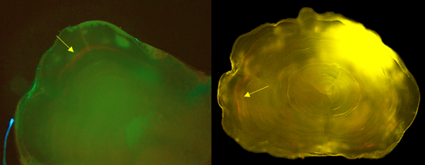 Røde fluorescerende aflejringer i to forskellige ALC-mærkede øresten. 