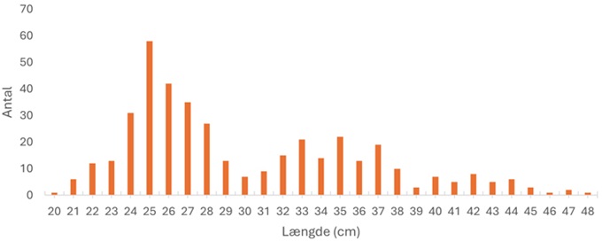 Længdefordeling af 409 stalling fanget i Gudenå november 2024