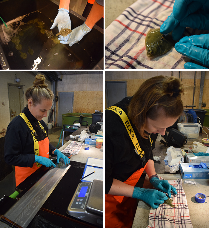 Skrubber bedøves, måles, vejes og PIT-mærkes. Fotos: Anne-Mette Kroner, Julie D. Coad og Mette K. Schiønning