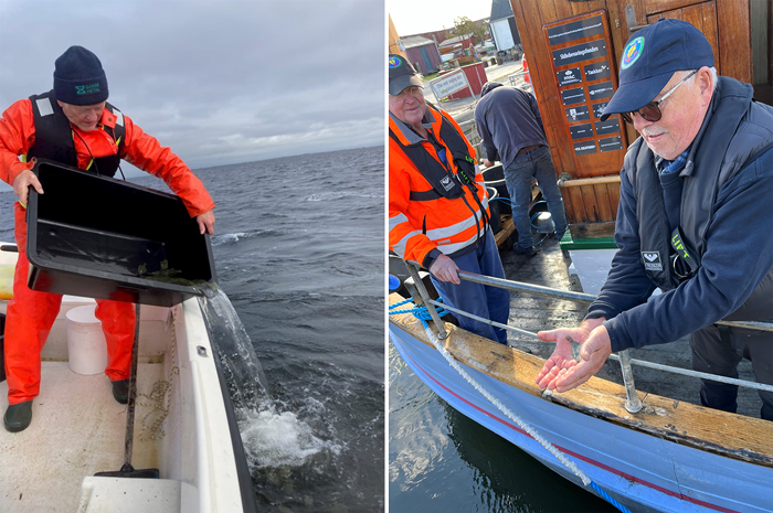 Skrubbeudsætninger i Ebeltoft Vig og Nibe Bredning. Fotos: Ebeltoft Amatør- og Fritidsfiskerforening og Nibe og Omegns Fritidsfiskerforening.