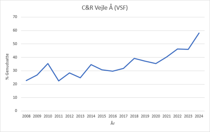 Udviklingen i andelen af registrerede lystfiskerfangster hos Vejle Sportsfiskerforening, som efterfølgende genudsættes.