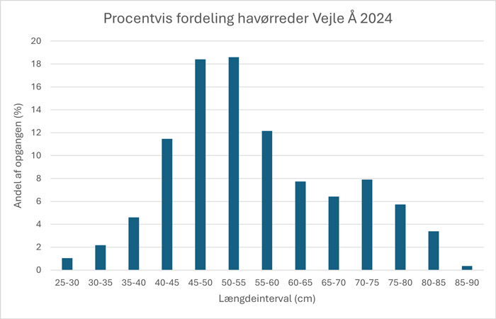 Den procentvise fordeling af havørredbestanden i Vejle Å i forskellige størrelsesgrupper. Der er medtaget data fra de 1.151 forskellige havørreder, som blev målt i løbet af undersøgelsesperioden.