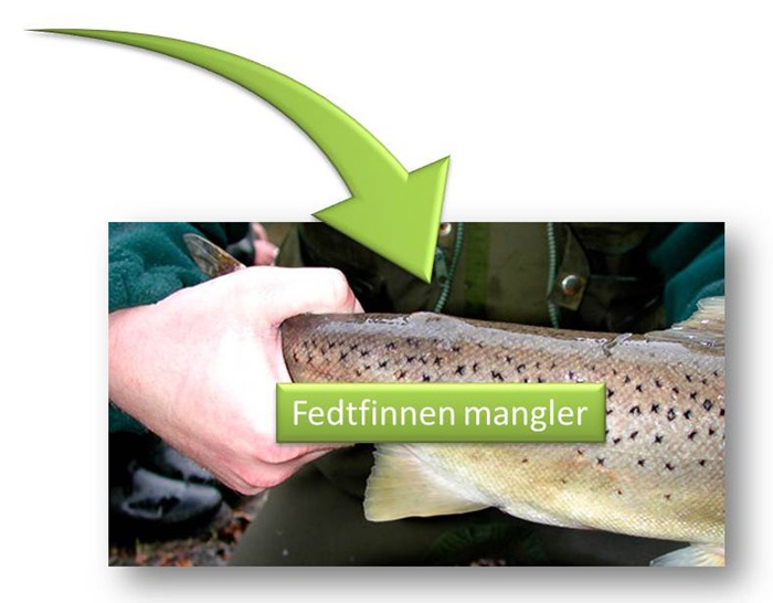Ørred som mangler fedtfinnen