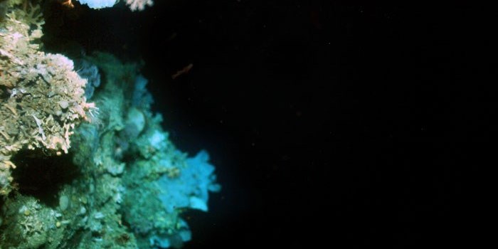 Undervandsbillede af koralrevet. Man kan se en del af det døde koralskelet, som er en meget vigtig del af et koralrev. Det er her, der bor rigtig mange forskellige organismer. Den levende koral kan ses øverst til venstre. I Grønland er den levende øjenkoral orange – oftest er de hvide. Foto: Bedford Institute of Oceanography.